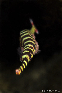 Classic Behaviour - Banded Pipefish with his cake of eggs... by Debi Henshaw 